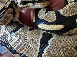 Young ball python