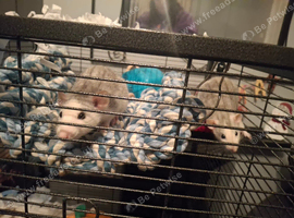 Female rats