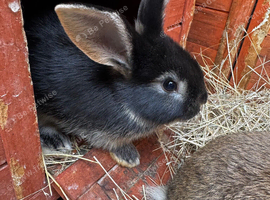 Baby rabbits