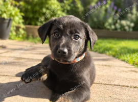 Beautiful puppy girl