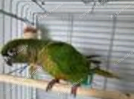 For sale male conure