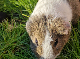 Male guineapig looking for a new home