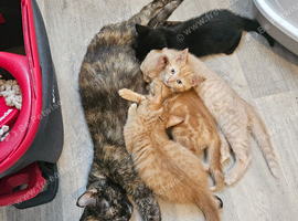 4 beautiful kittens 13 weeks old ready now