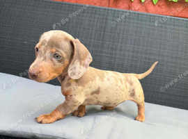 Miniature dachshund