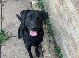 Labrador Retriever &ndash; 1 Year Old &ndash;  Looking for an Experienced, Active Home