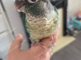 8 week old handreared conure