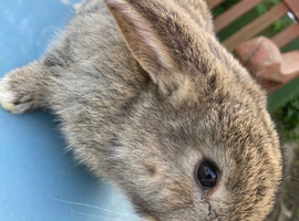 French Lop for sale in London
