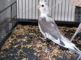 Whiteface cockatiel