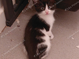 Ready to go lovely friendly kittens