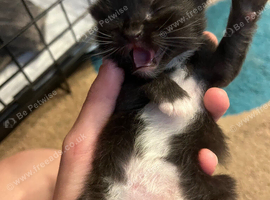 Long hair Kittens for sale