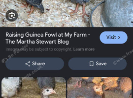 Guinea fowl keets wanted