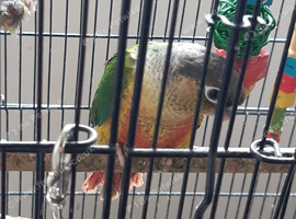 Pineapple / Green Cheek baby Conures