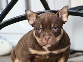 Beautiful American bully puppies 1 girl