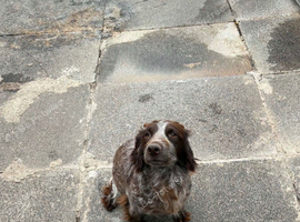 cocker spaniel girl