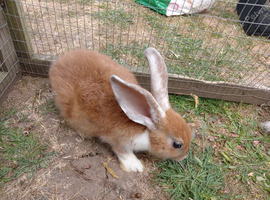 4 bucks 9wks old ready now