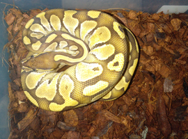 have a few 25 babys needing homes