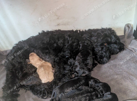 Cockapoo cross cavapoo