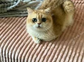 Golden British shorthair male