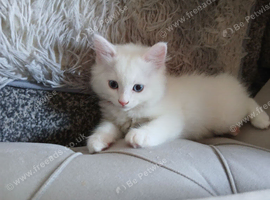 Ragdoll x Turkish Angora kitten