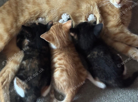 Beautiful kittens - Ready Now