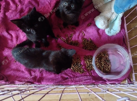 Kittens 10 weeks old looking for homes asap