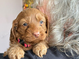 Stunning Red Apricot Cavapoo Puppies Available