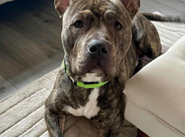 Staffordshire bull terrier