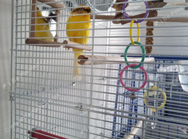 Male canery