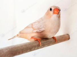 Zebra finch hen bred from triple orange parents