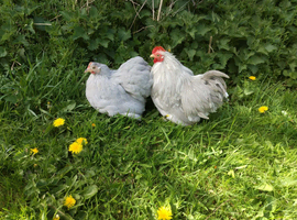 Lavender Pekin Pair.