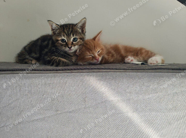 Lovely kitten ask for home