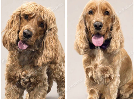 Cocker Spaniel