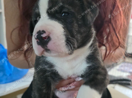 American Akita &times; American Bull Staffy Puppies