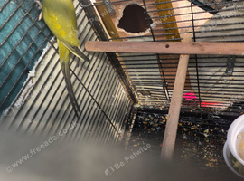 Indina ringneck yellow
