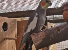 Cockatiel pairs and spare males