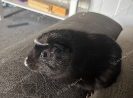 Young baby girls available