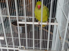 16 month old indian ring neck female
