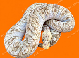 2024 Male Pastel Mojave GHI Clown