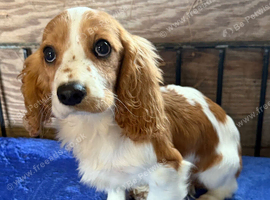 Cavalier spaniel boy Blenheim