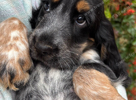 Royal Kennel Club Registered Cocker Spaniels
