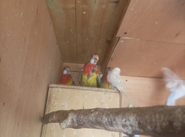 3 baby Golden Mantle Rosellas for sale