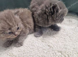 British short haired cross maine coon kittens for sale