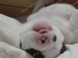 Female American akita x bullmastiff