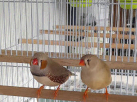 Breeding pair zebra finch