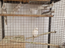 Whitefaced cockatiels