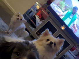 Oreo