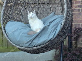1year old male Ragdoll