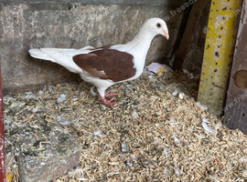 Pigeon