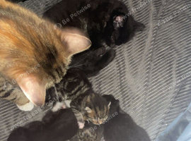 10 week old black female