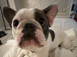 2 year old french bulldog male for sale